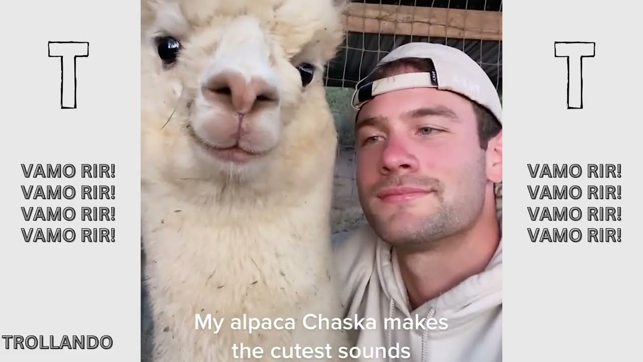 INTERAÇÕES ANIMAIS INUSITADAS, MAS ESTRANHAS | TENTE NÃO RIR 2026