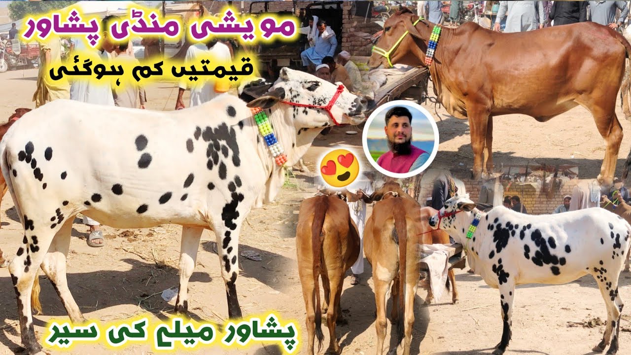 Maweshi Mandi Peshawar New Updates 2024 | Cheap Price Cattle Market In Peshawar | Izhar Ali Shah
