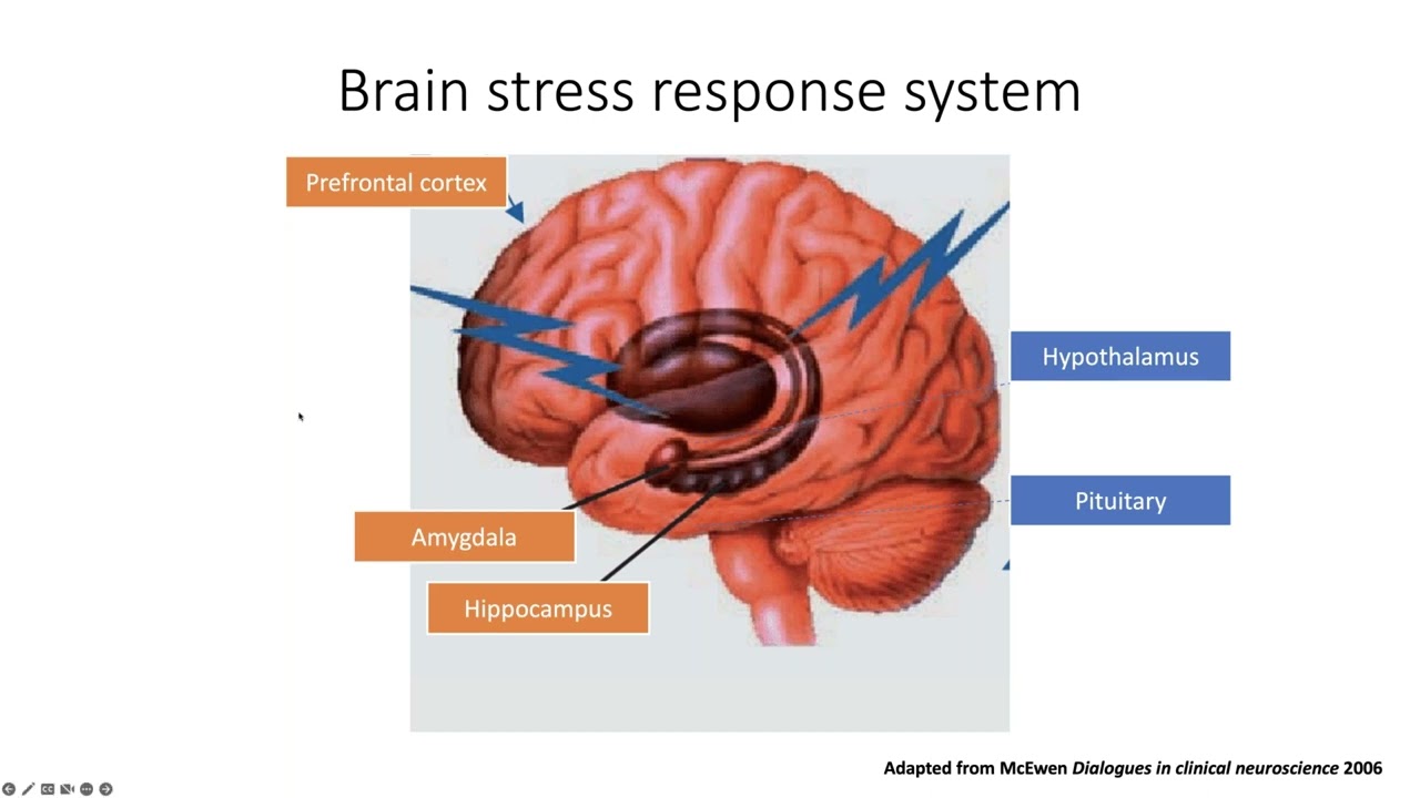 Neuroscience of Stress and Metabolism