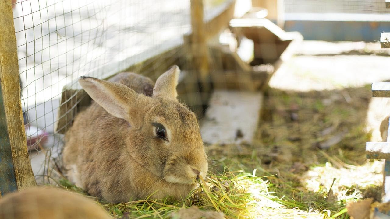 BUILDING A RABBITAT IN THE WILDERNESS!!!