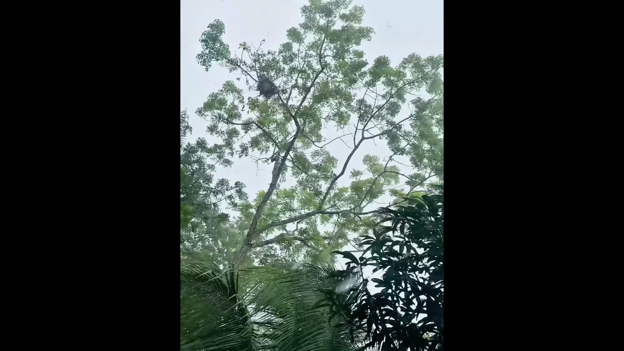 All day Raining 🌧️ #shorts #shortsfeed #shortsviral #shortsvideo #short