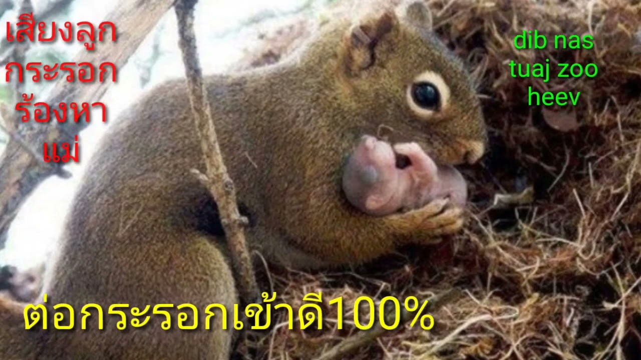 Suab me nyuam nas quaj dib nas dib mab tuaj zoo tiag tiag 100%