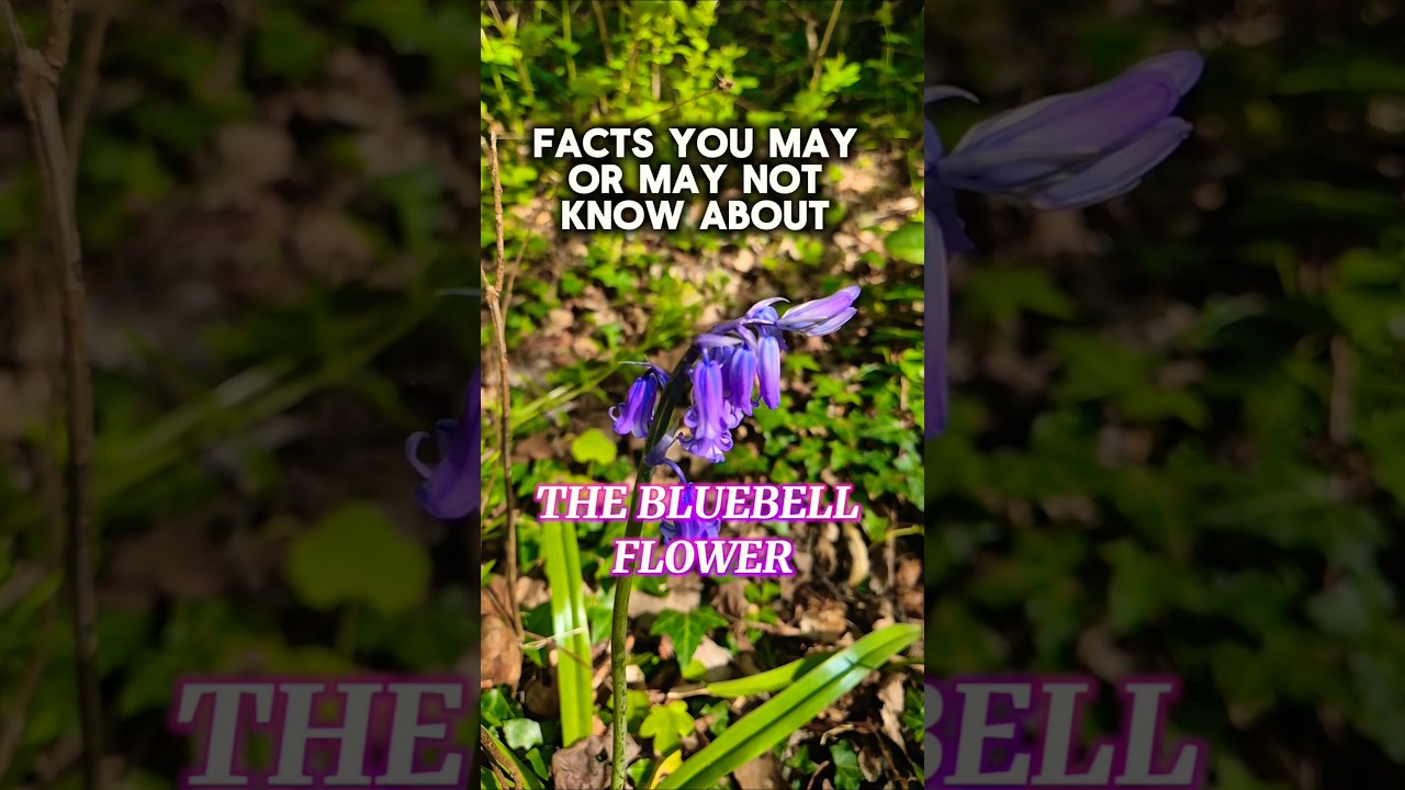Facts You May or May Not Know About The Bluebell Flower #nature #flowers #facts #trending #shorts