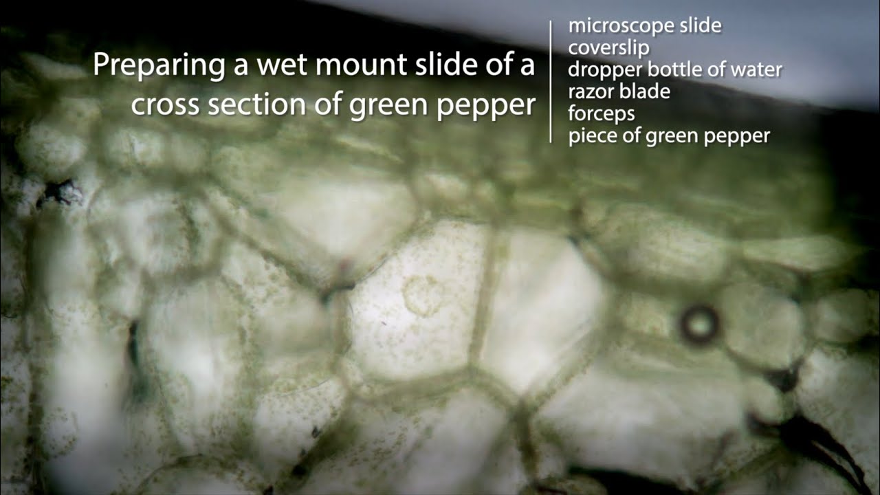 Green Pepper Preparation