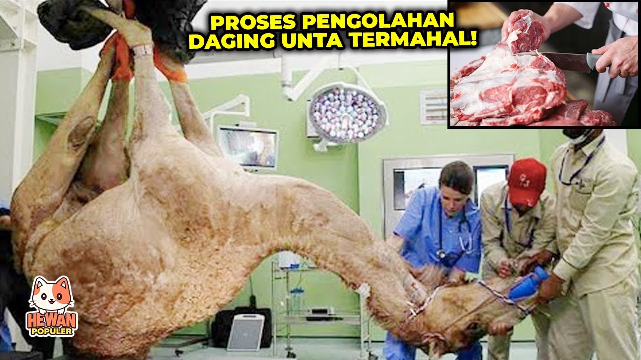Jarang Terekspos.!! Rahasia Proses Pengolahan Daging Unta Menghasilkan Keuntungan Besar