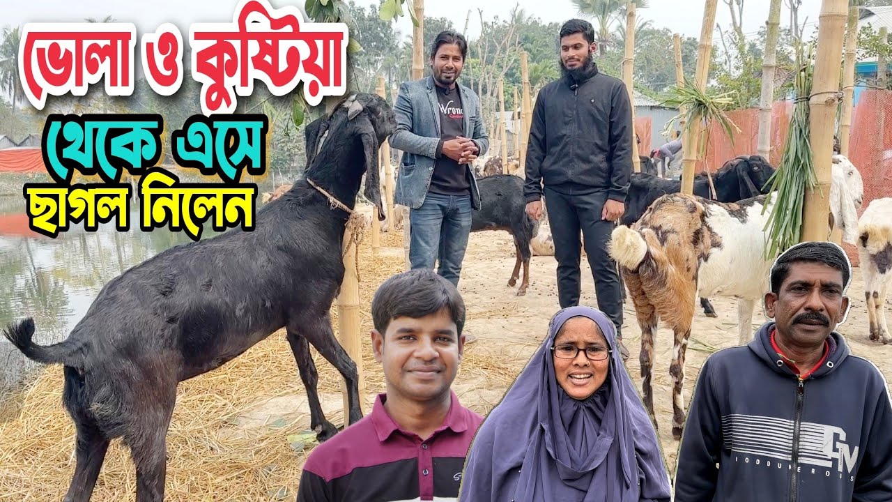 কুষ্টিয়া ও ভোলা থেকে এসে বিটল ছাগল ও তোতাপুরী ছাগল কিনলেন। Beetal Goat। Totapuri Goat।Kustia| Bhola