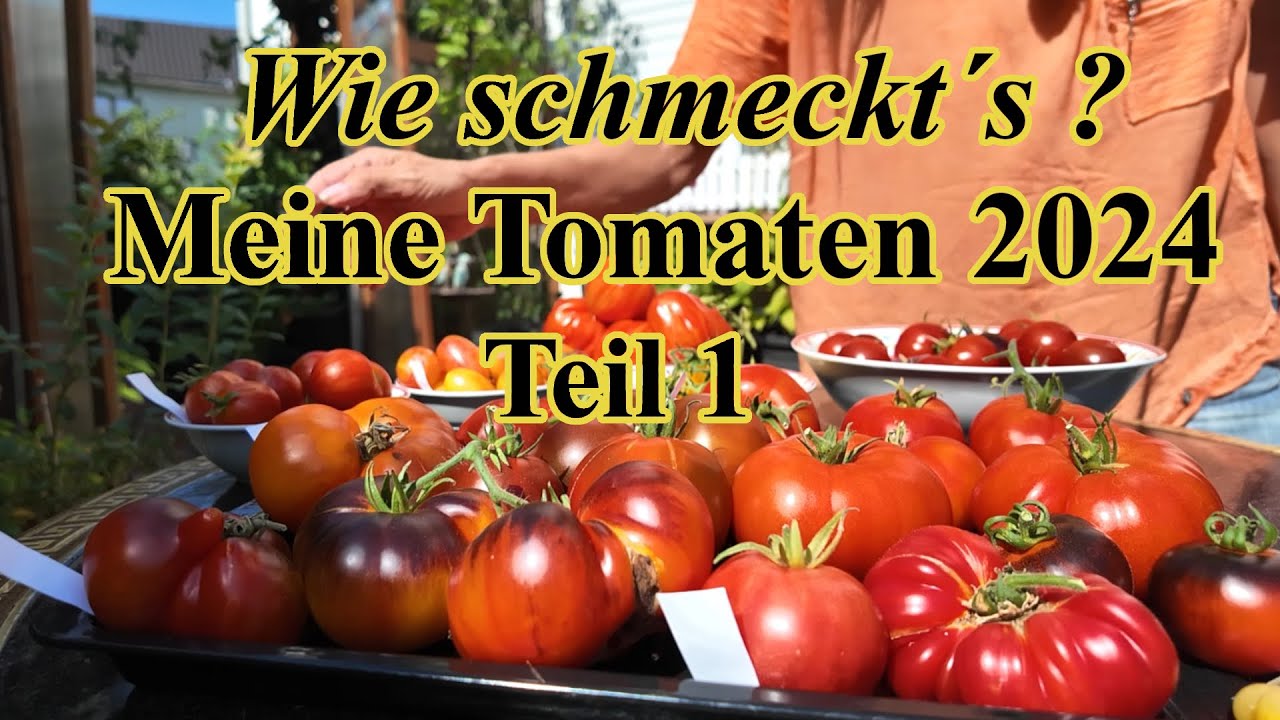 Meine Tomaten 2024 | Tomatenverkostung  2024 Teil 1
