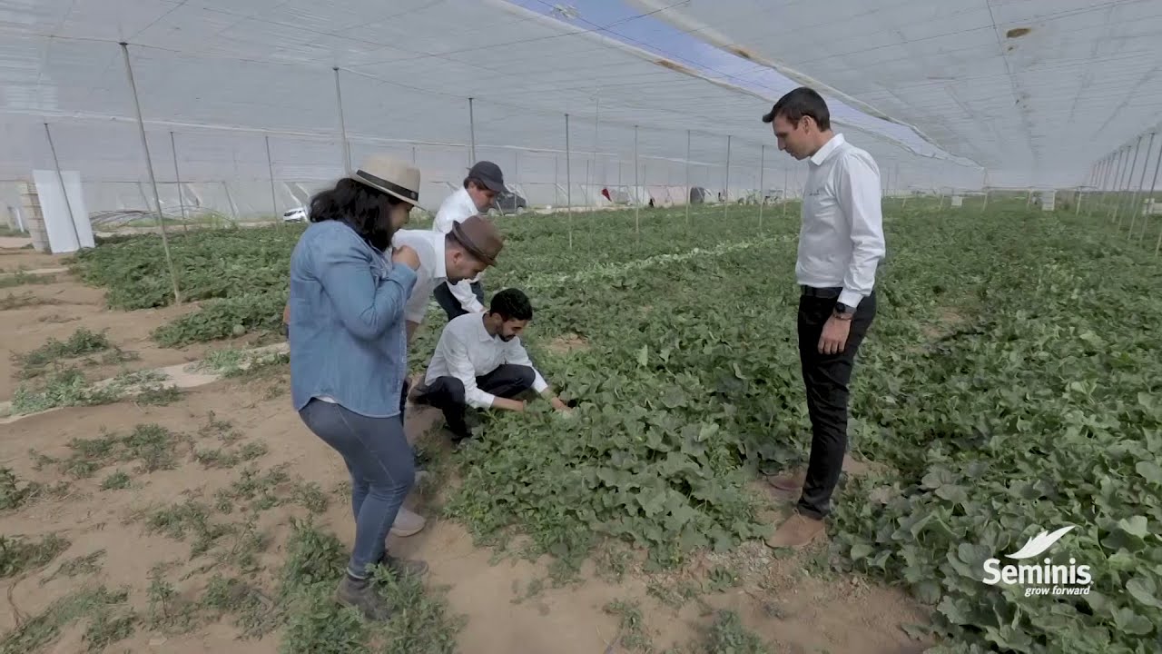 Melon Charentais : SUGARKECH, Quand l'intérieur est aussi beau que l'extérieur !