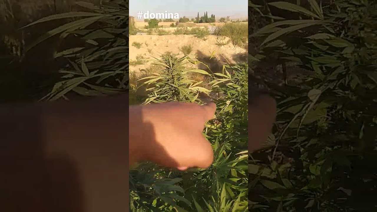 domina#cannabiscommunity #viral #organic #seeds #sativa #indica#subscribe