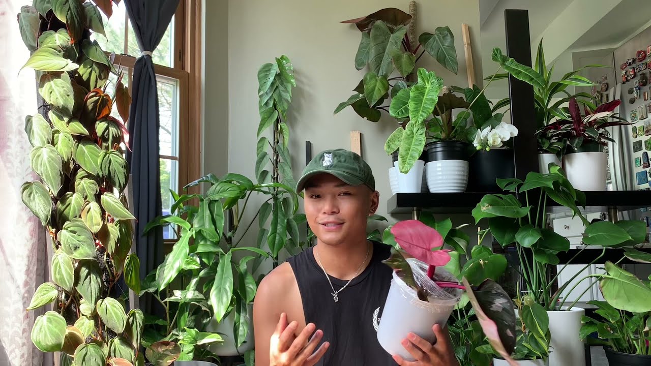 #PropAssassin vs Philodendron ‘Pink Princess’ | Jungle_Papi