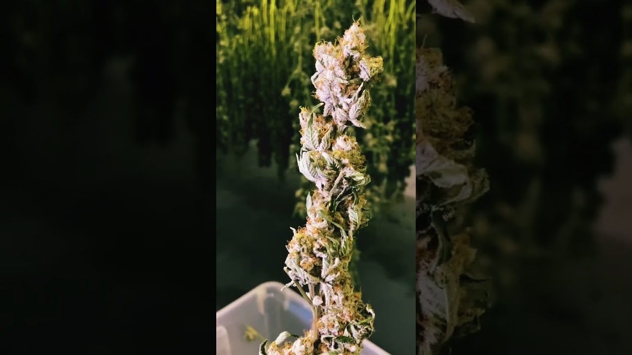 Monkey Berries #legalcannabis