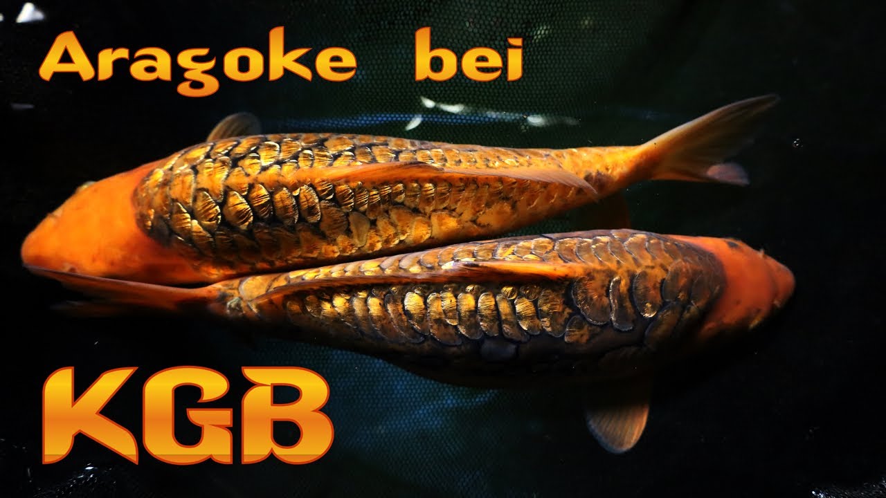 Aragoke Party bei KGB