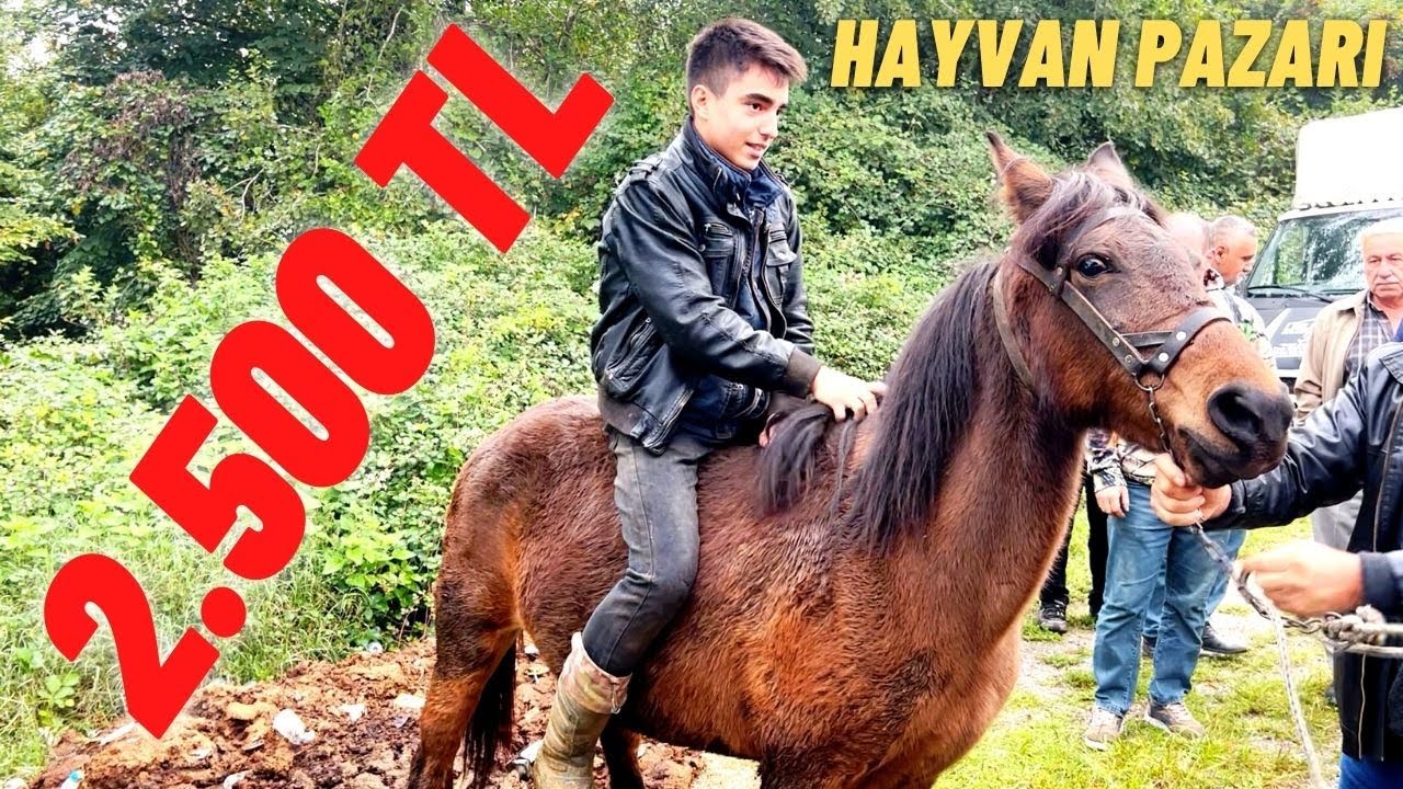 2500 TL YE BİNEK ATI SATILDI