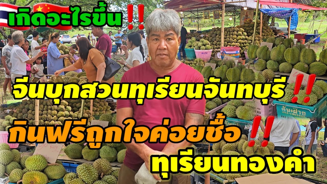 เกิดอะไรขึ้น!!กินฟรีถูกใจค่อยชื้อทุเรียนทองคำ อ.ท่าใหม่ จ.จันทบุรี#thaifood#food #ชาวสวน