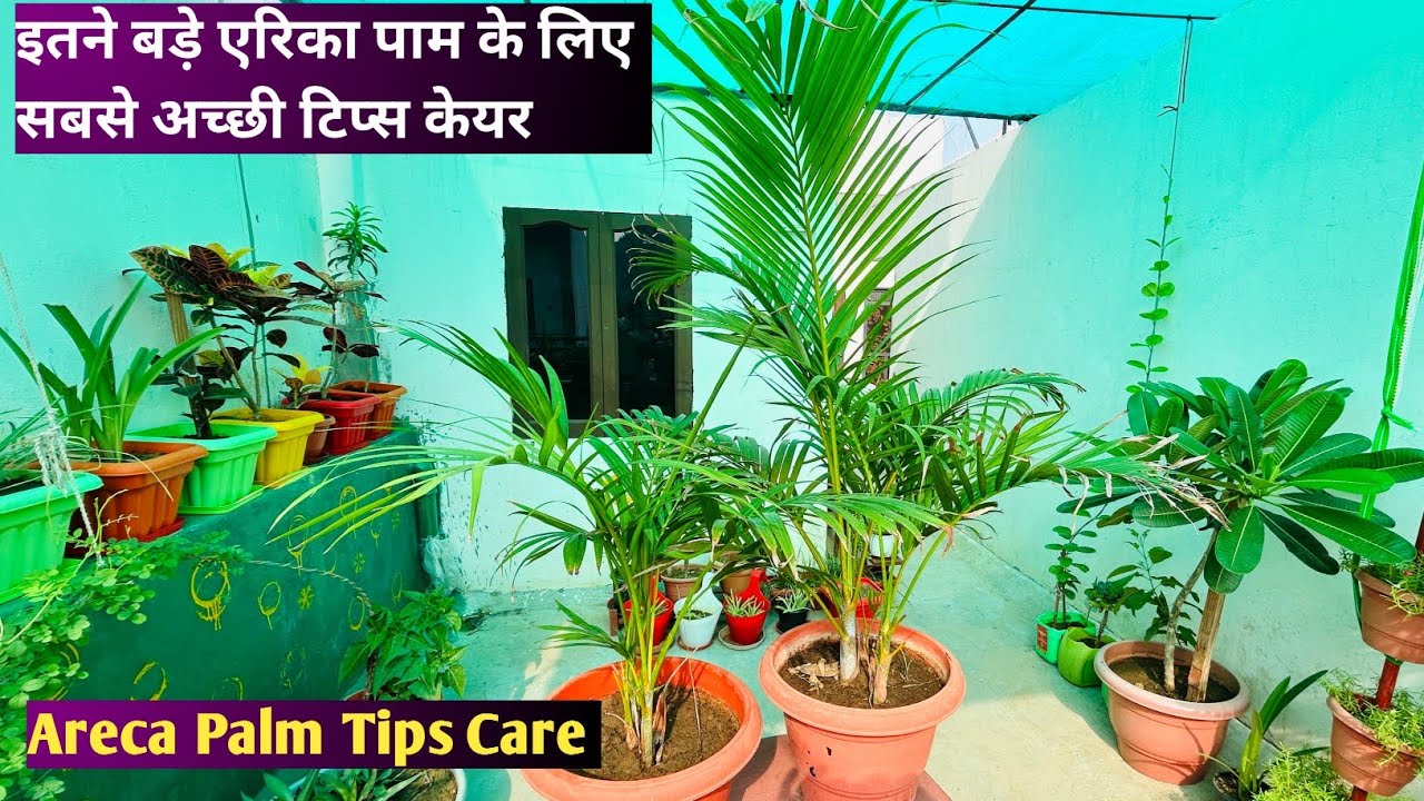 हर 15 दिनों में एक बार जरूर करे | Arica Palm Tips And Care | Arica Palm | Plant Tips | Rooftop Plant