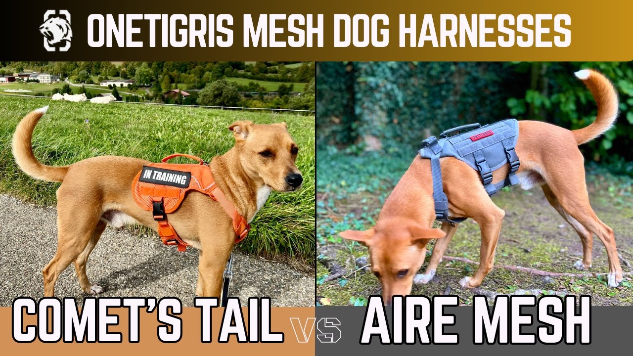 OneTigris Mesh Dog Harness Review: COMET'S TAIL and AIRE MESH