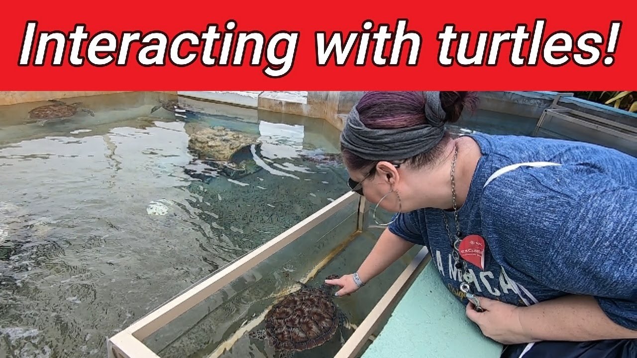 Our Day At Cayman Turtle Center