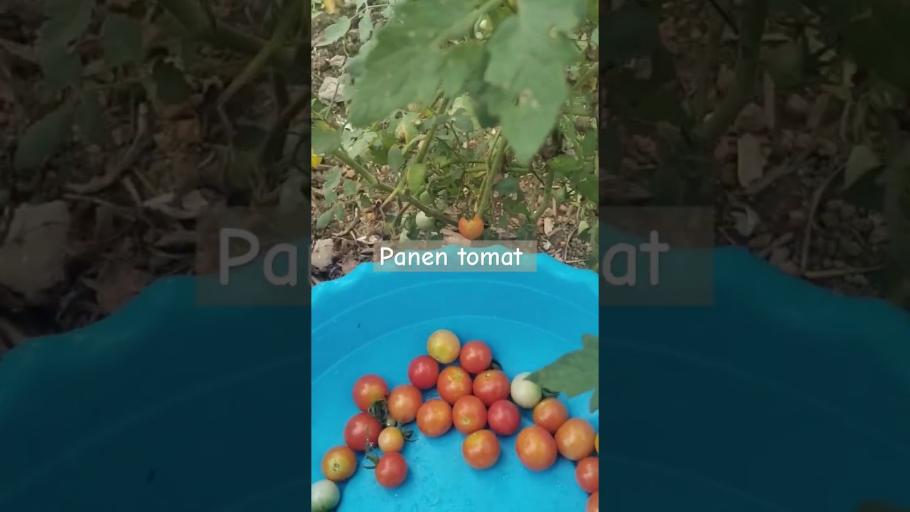 #tomatoes #tomatcherry #farming #garden #plants #sayuransehat