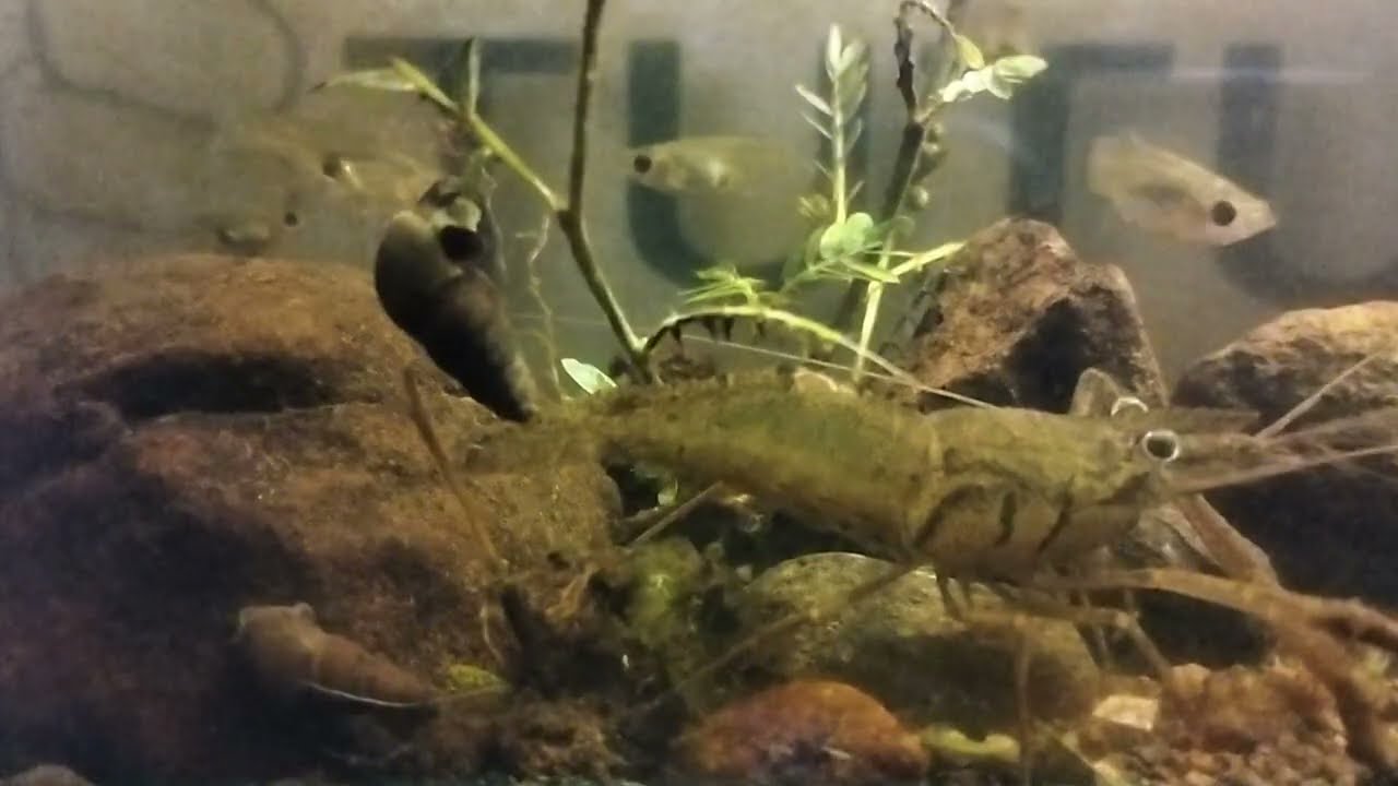 Kehidupan Sunyi di Dasar Akuarium | Udang & Ikan Kecil dalam Harmoni Alam