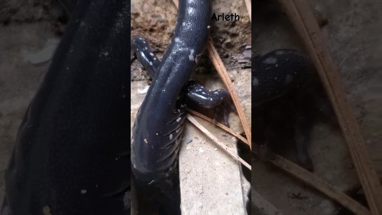 🦎 I found a Black Salamander, encontr&eacute; una Salamandra. #shorts #Salamander #amphibians #salamandra