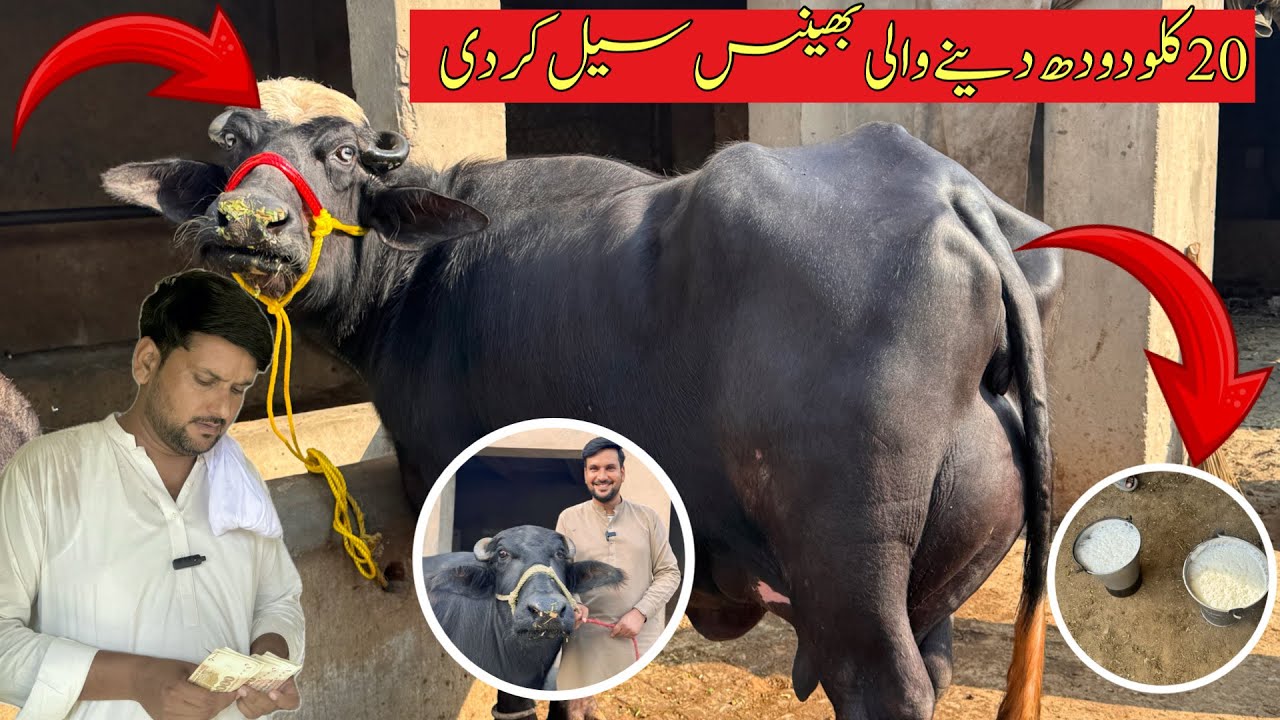 Alhamdulillah 5 Animals Sold today