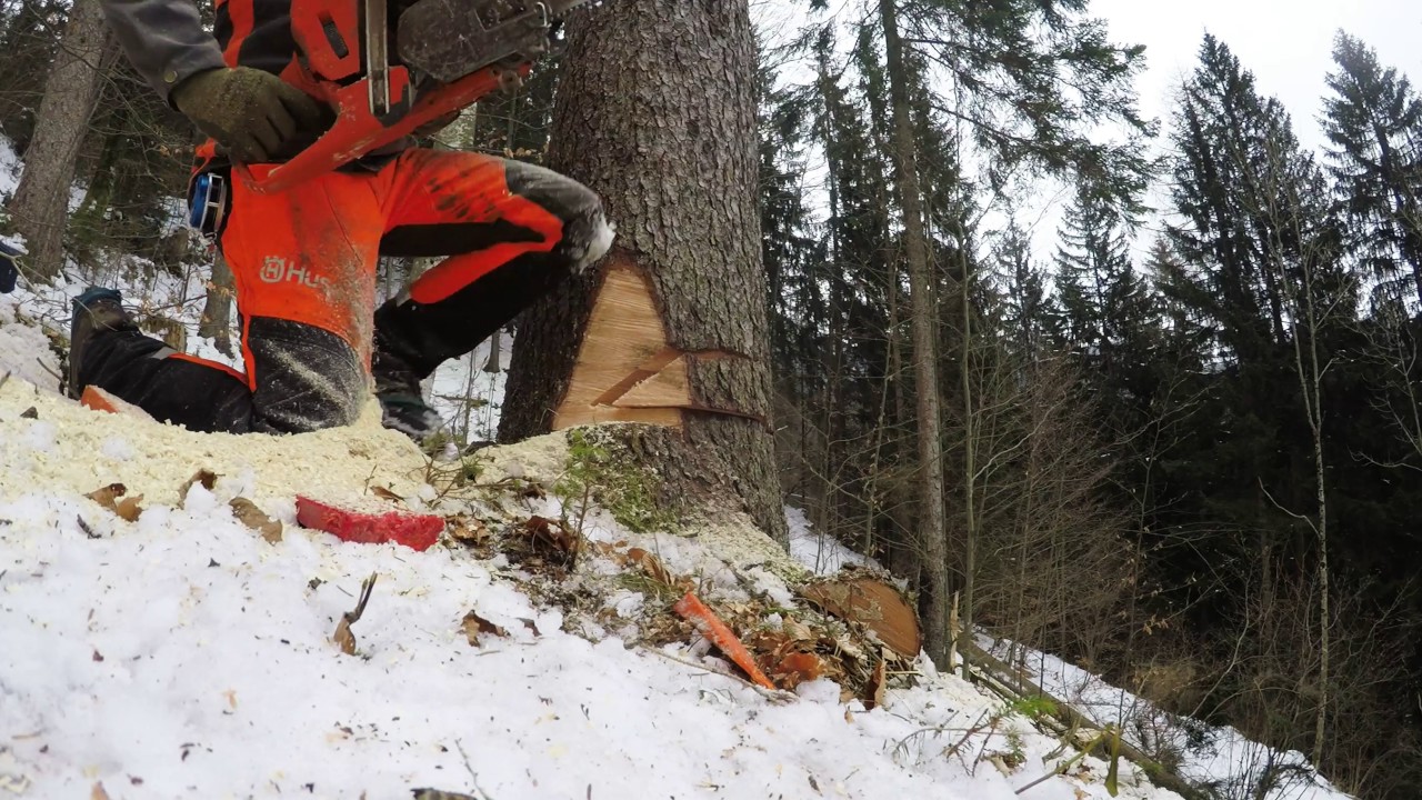 Cutting down tree on slope