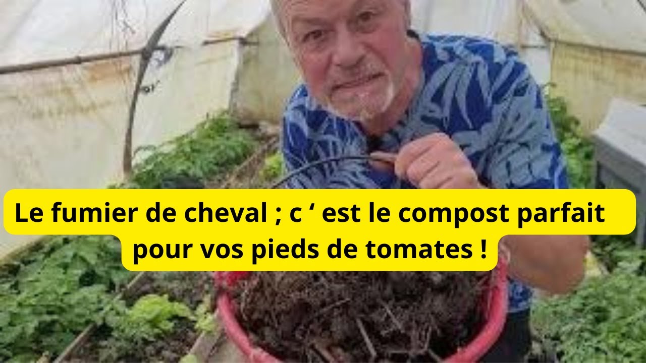 Comment planter vos pieds tomates  au FUMIER DE CHEVAL pour un maximum de belles tomates !