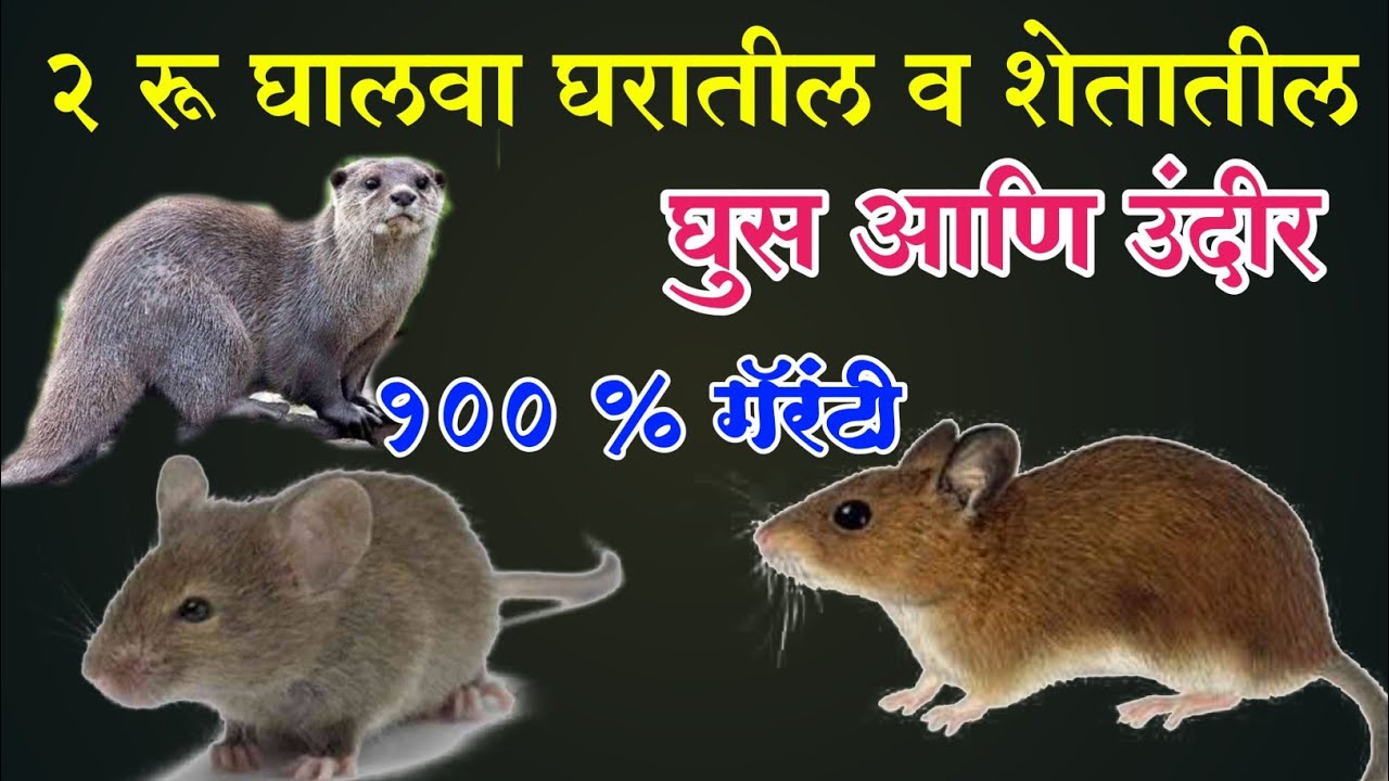 घरातील व शेतातील उंदीर व घुस कायमची पळवून लावा फक्त 2 रु. | Use of alum mouse