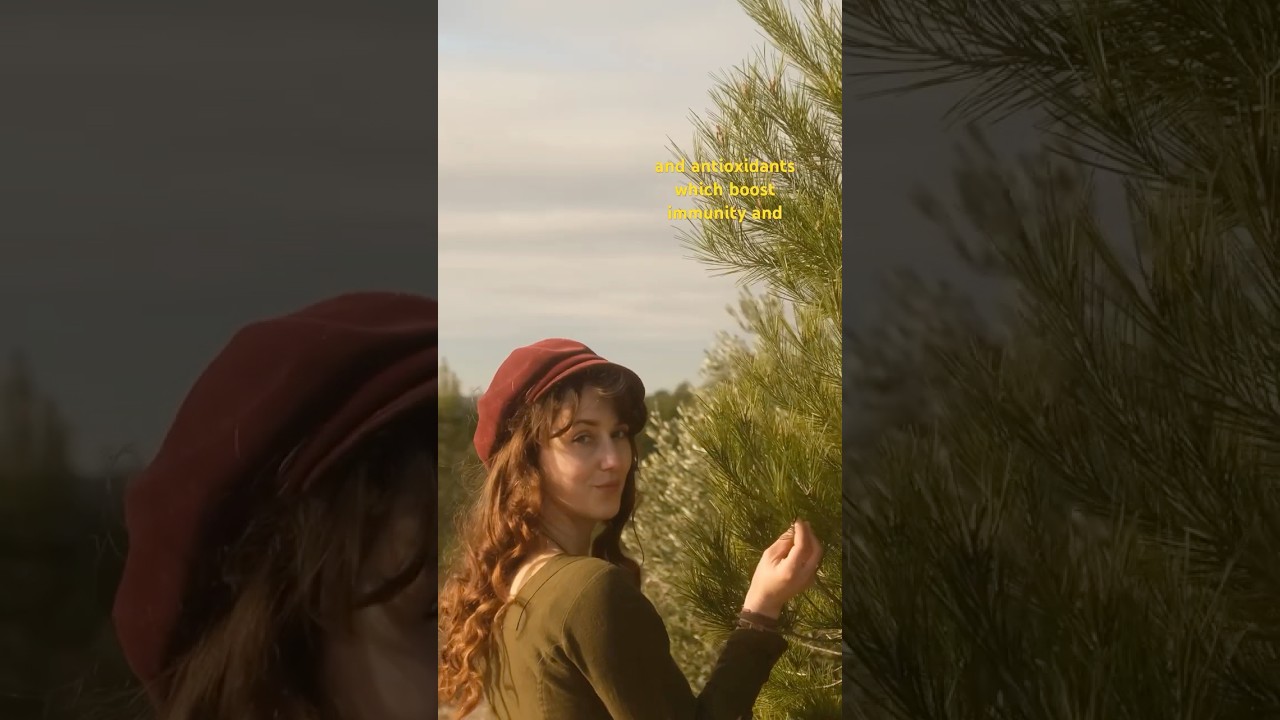 How to make foraged pine needle tea 🌲🫖 #foraging #herbalmedicine #naturalliving