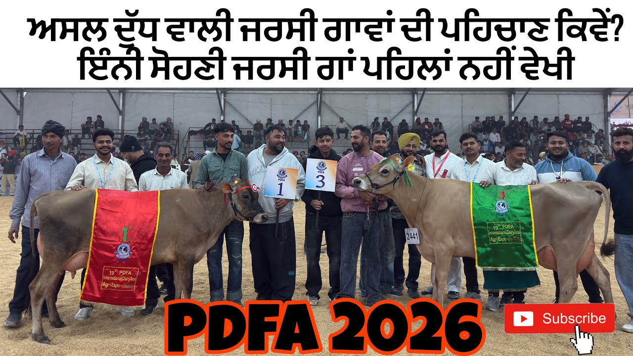 ਅਸਲ ਜਰਸੀ ਬ੍ਰੀਡ ਦੀਆਂ ਗਾਵਾਂ ਦਾ ਮੁਕਾਬਲਾ 🐄।ਗੋਰੇ ਜੱਜ ਪੰਜਾਬੀ ਦਰਸ਼ਕ ਮਾਹੌਲ ਇੱਕ ਨੰਬਰ😮।@ParminderHeron 
