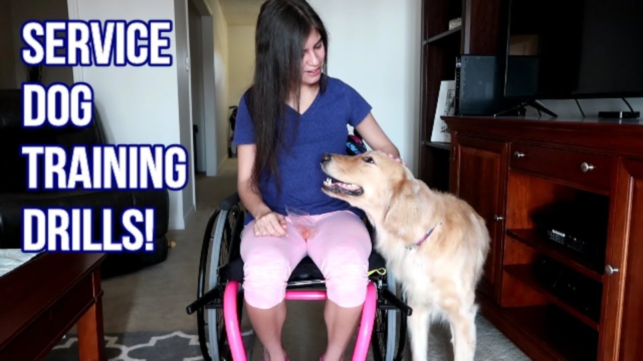 Training My Service Dog with My New Wheelchair ♿🐾 (11/4/17)