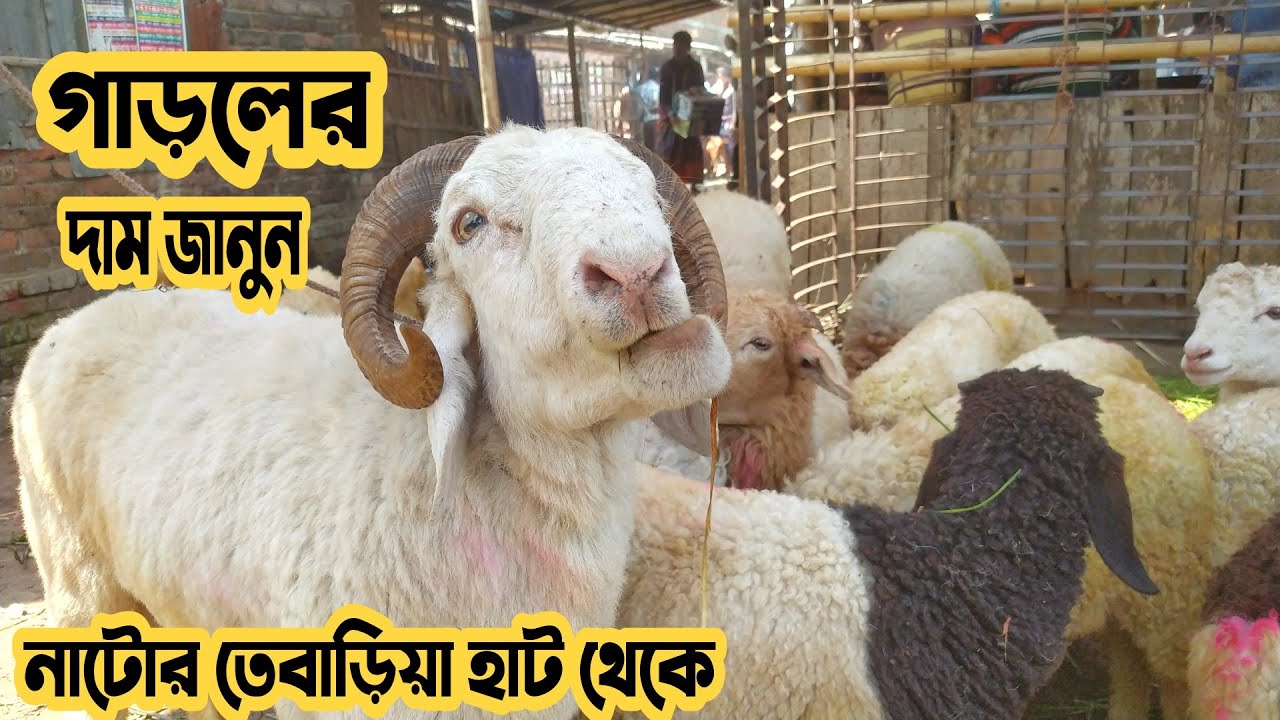 ভেড়া ও গাড়লের দাম জানুন নাটোর ঐতিহ্যবাহী তেবাড়িয়া হাট থেকে।sheep price in bangladesh