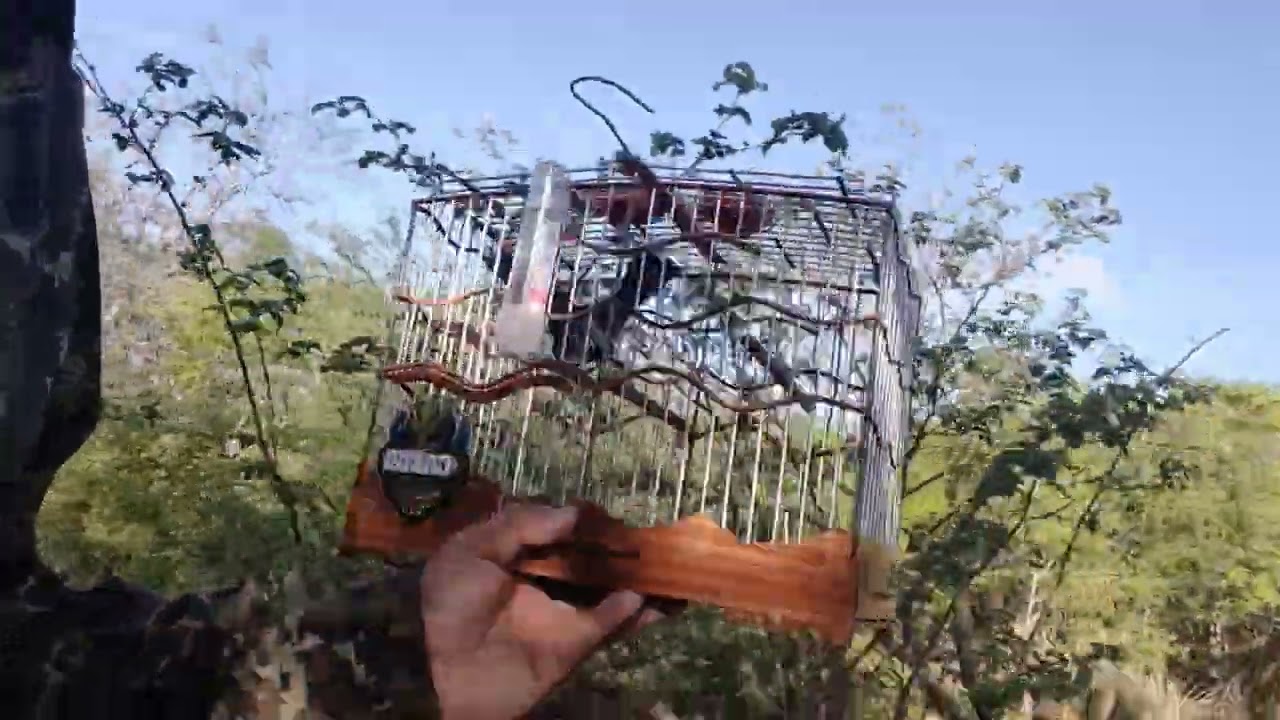 Campeada de Azulão #viral #viralvideo #video #shortvideo #show #shortsfeed #shorts #short #azul #art