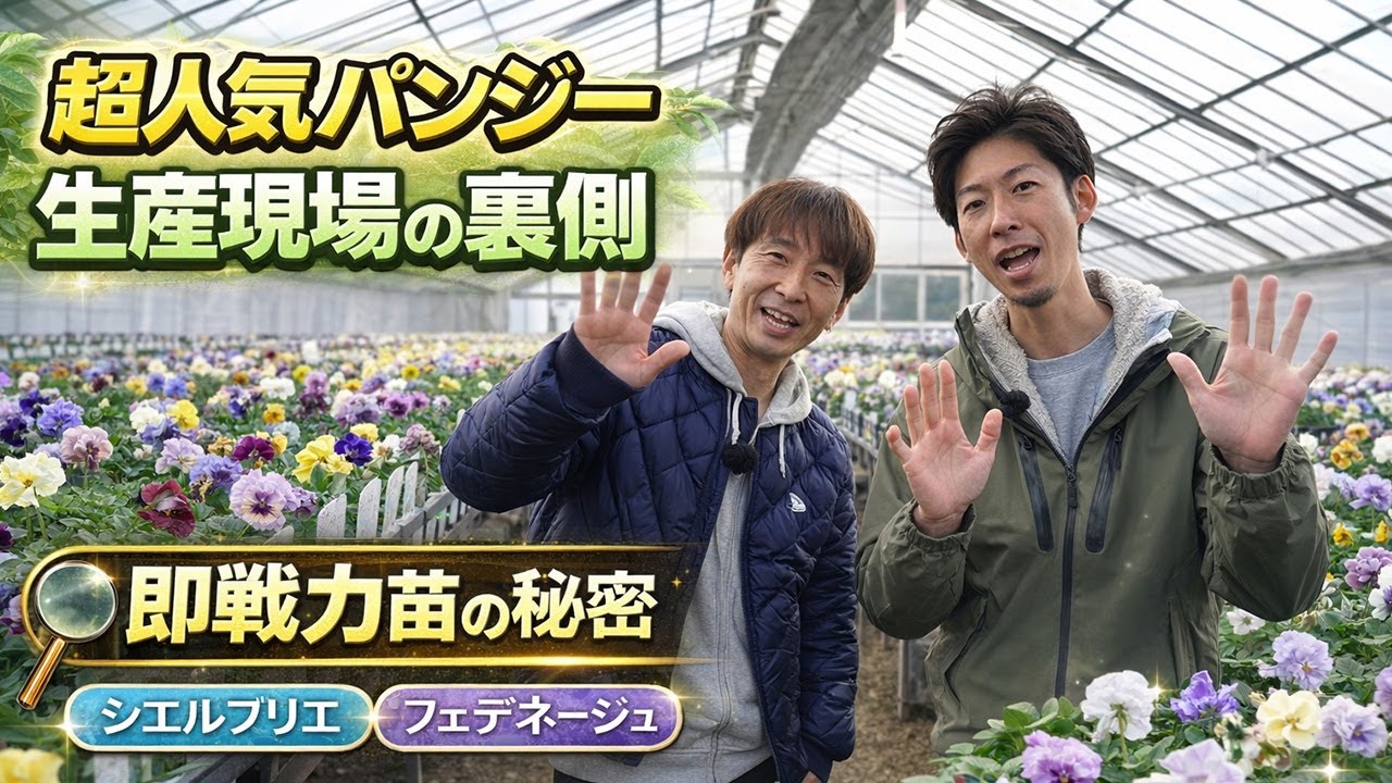 超人気パンジーの裏側に迫る！即戦力苗の秘密＆生産現場を大公開！【ハイポネックス】【リキダス】