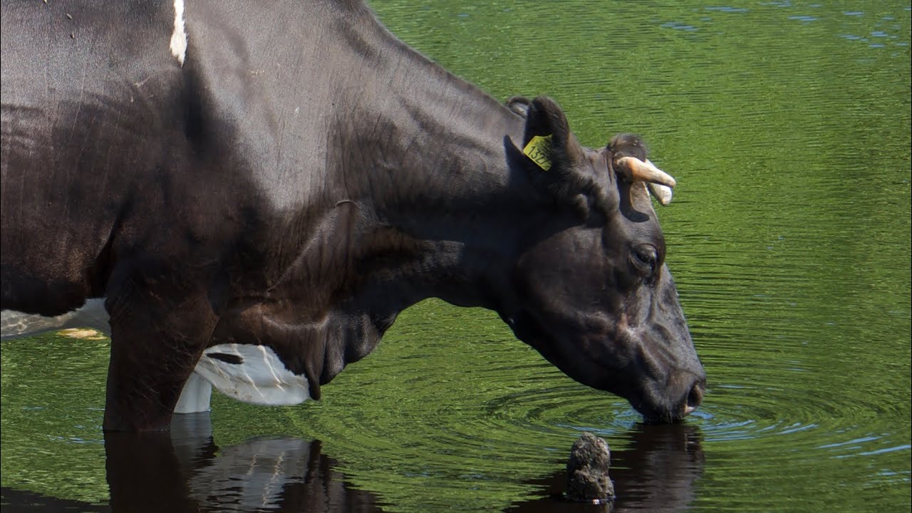 NBC Polska nizinna czarno-biała w pięknym otoczeniu