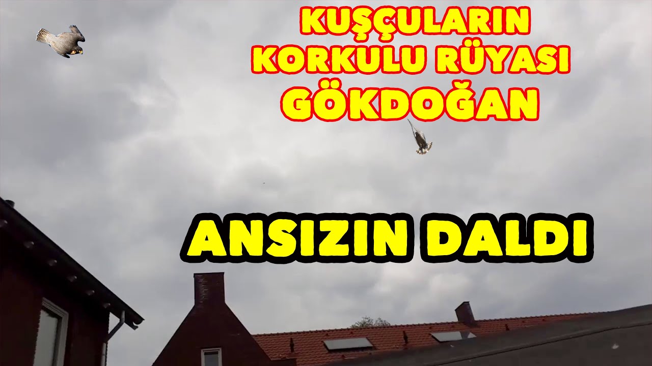 ATMACA SALDIRIYOR TAKLACI G&Uuml;VERCİN KURTULMAK İ&Ccedil;İN &Ccedil;IRPINIYOR Hawk attack هجوم الصقر