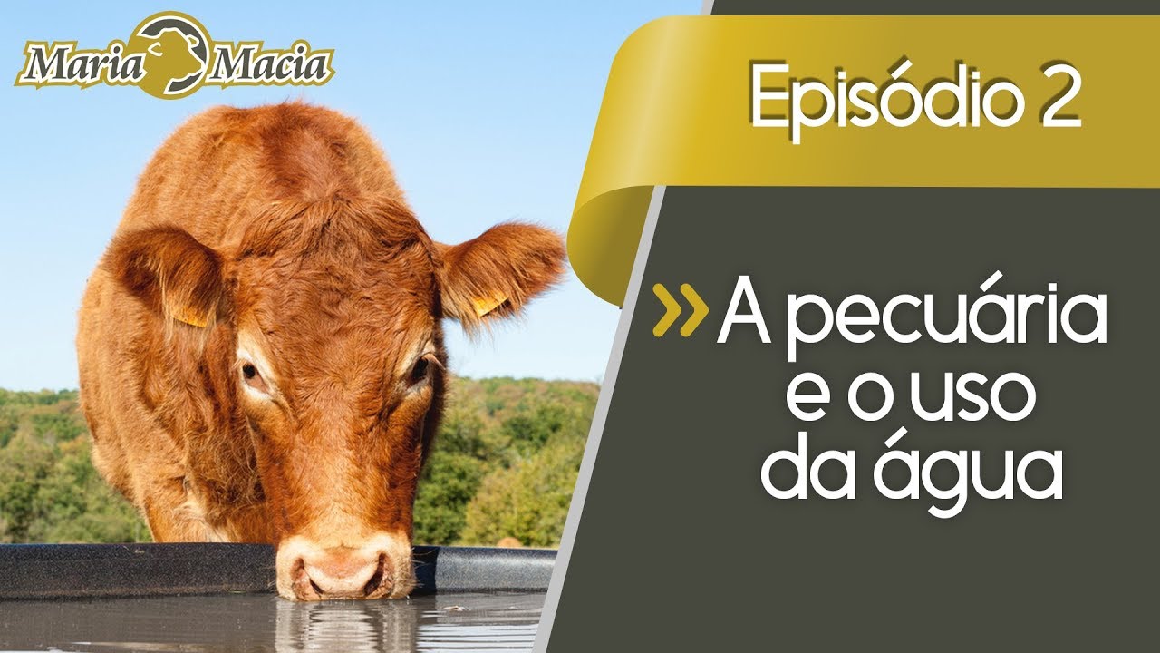 Quebrando Paradigmas (Ep. 2) A pecuária e o uso da água (beef cattle production and water use)