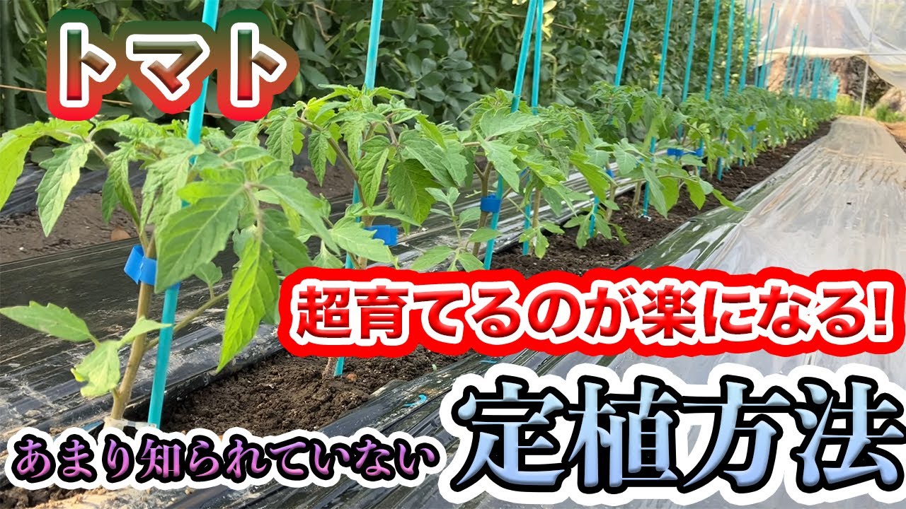 【トマト】最初が肝心！効率よくたくさん収穫するための植え方