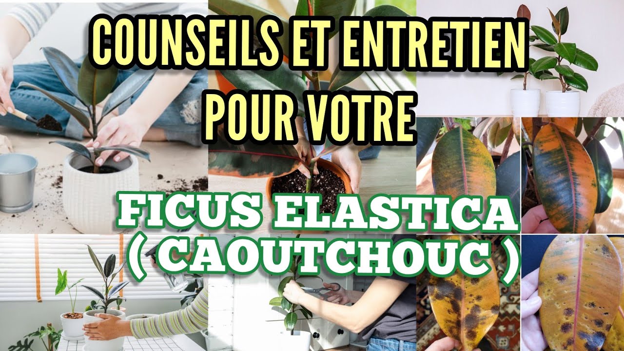 Conseils d’entretien et d’arrosage du  Ficus Elastica ou Arbre à Caoutchouc