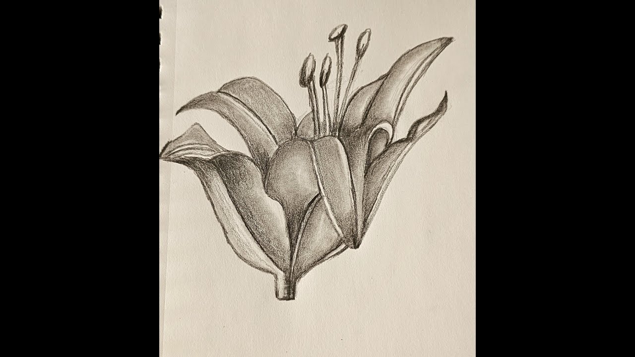 Lily Flower pencil Sketch and shading | Timelapse