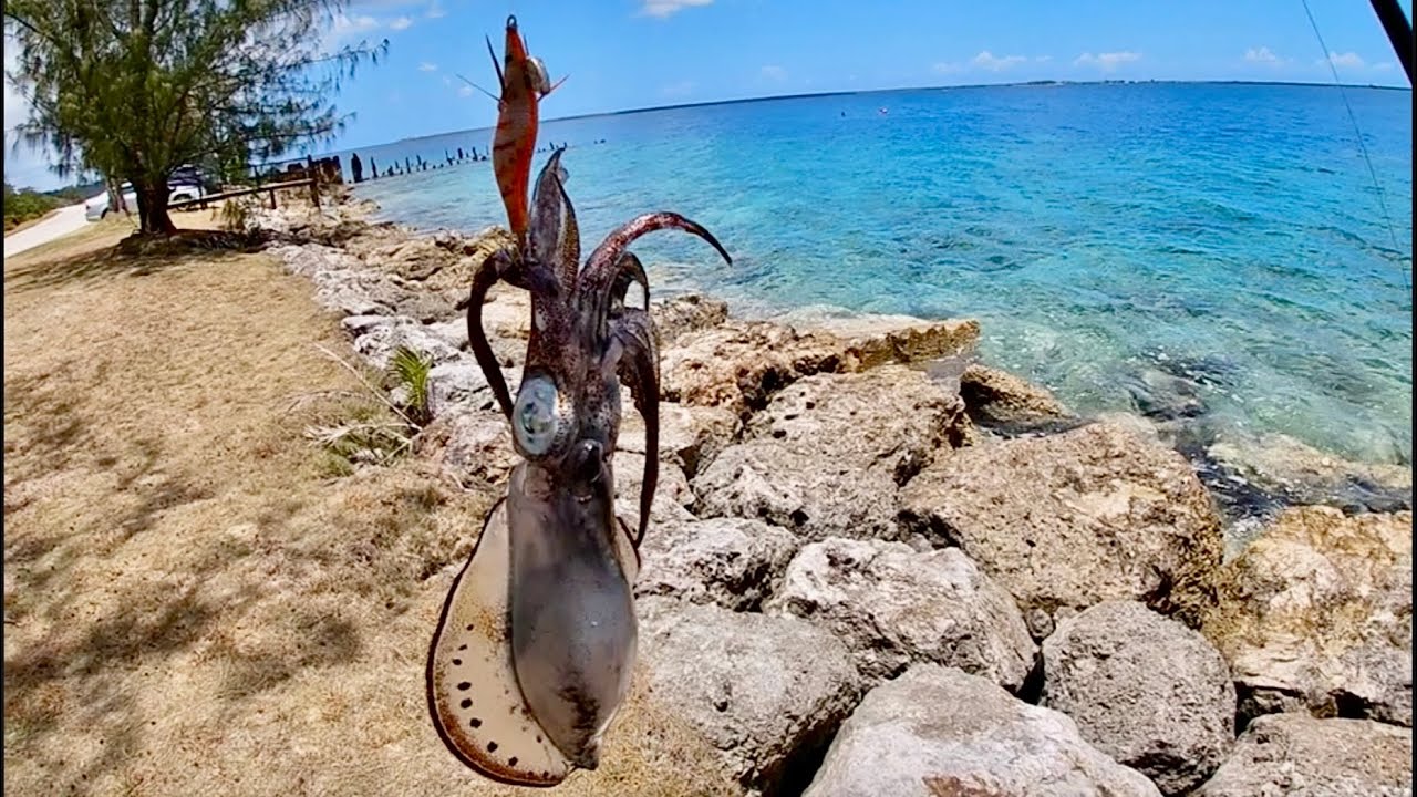 Squad of SQUIDS are on this spot | Guam Fishing