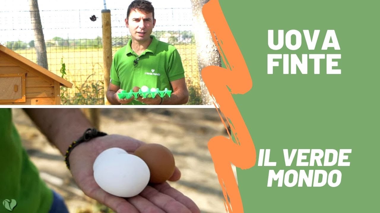 Uova Finte al Pollaio. Ti Spiego perché sono importanti nell'allevamento di galline ovaiole