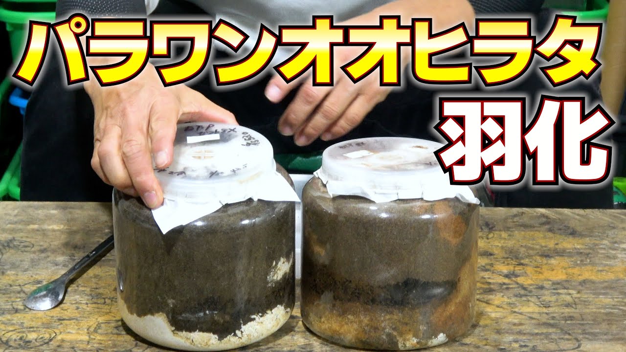 パラワンオオヒラタが羽化しました‼