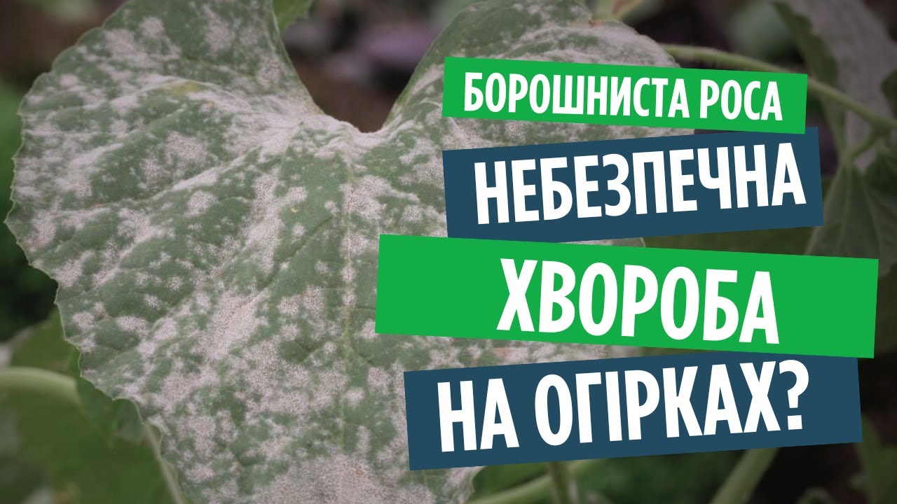 Борошниста роса на огірках?  Що робити, як боротися і якими засобами обробити.