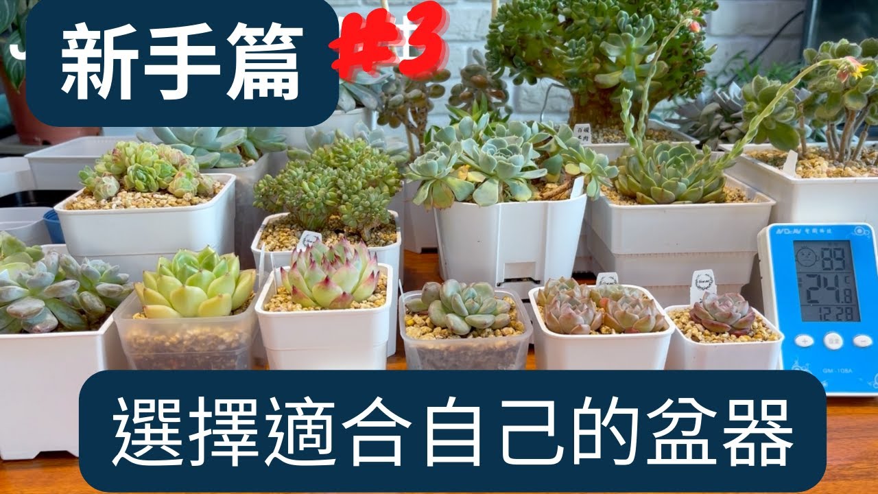選盆篇:淺盆、高盆要選哪一個，傻傻分不清，黑色、白色有差嗎？ 可以選彩色嗎？ 選盆心得分享【多肉植物養護】第三彈