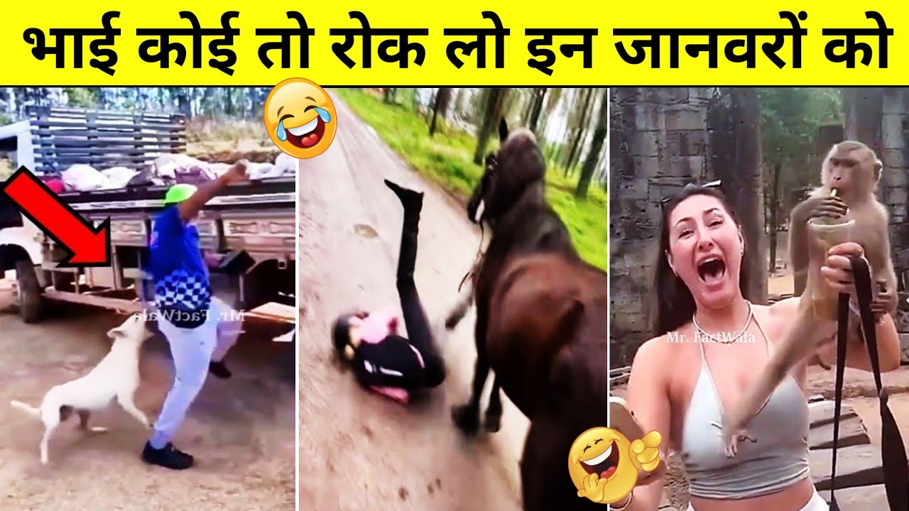 भाई कोई तो रोक लो इन जानवरों को | Funny Animals Videos in Hindi part-5