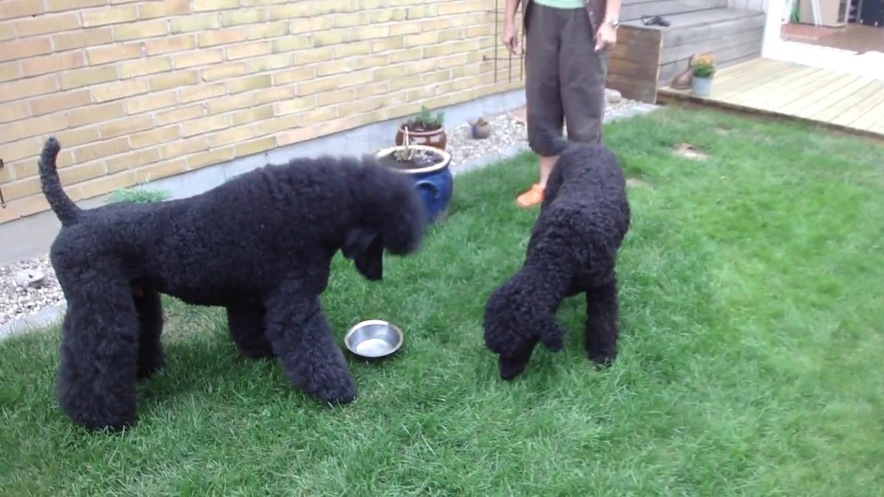 Lies en Chivas na de dekking