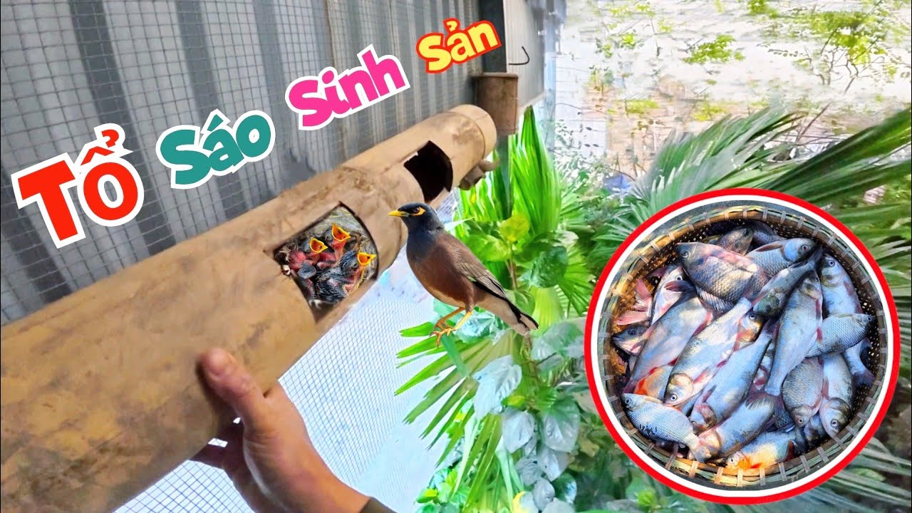 Mò Trúng Ổ Cá Rô Nằm Nhung Nhúc Trong Hang Tránh Rét Và Làm Tổ Chim Sáo Sinh Sản / Quế Nghịch