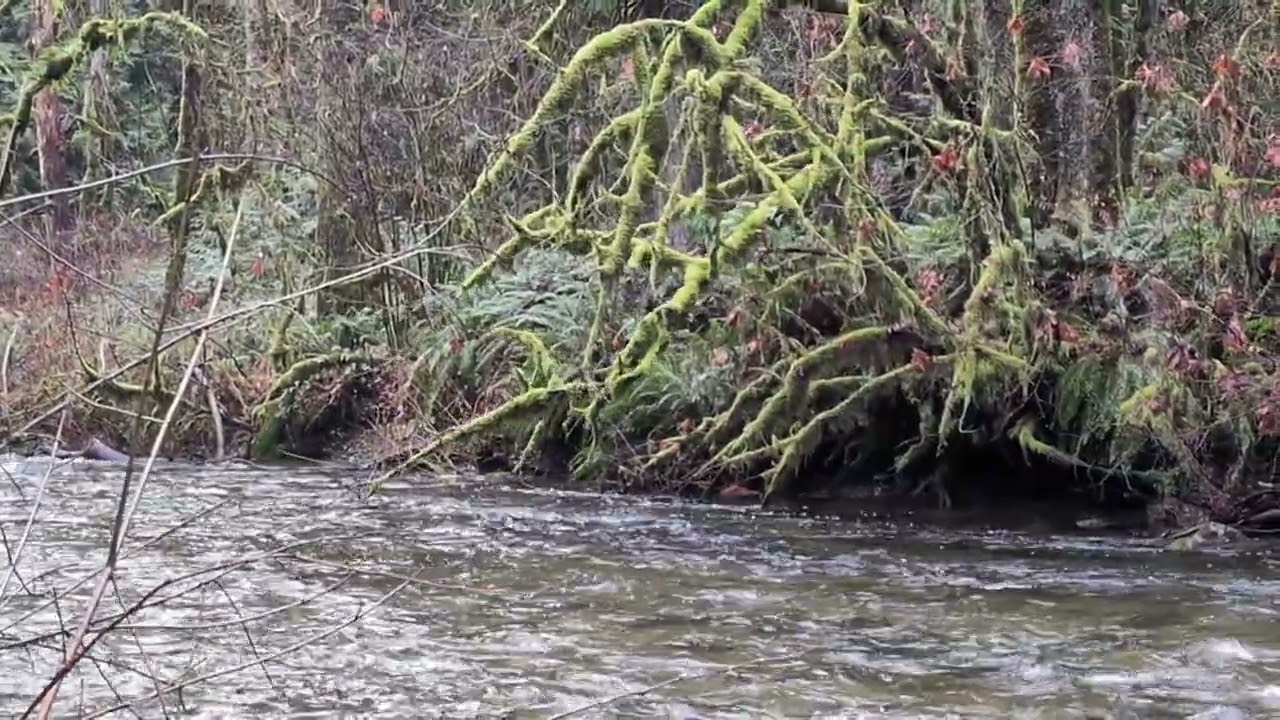 Goldstream provincial park Canada, Stream sounds for relaxing and sleeping.