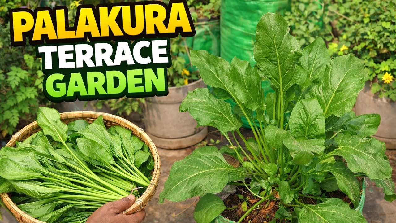 పాలకూరను చాలా ఈజీగా  ఇంట్లోనే పెంచుకోవచ్చు Spinach Harvesting In Terrace garden | Organic 
